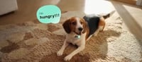 95% Accurate Pet Translator or the Most Expensive Scam of 2026? Chinese Startup Drops the Collar That’s About to Roast Every Owner Alive